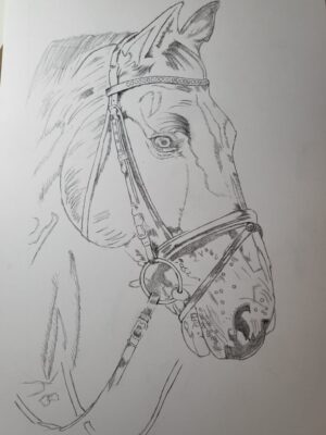 Horse Outline