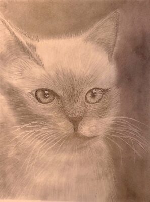 20260623_113011 cat