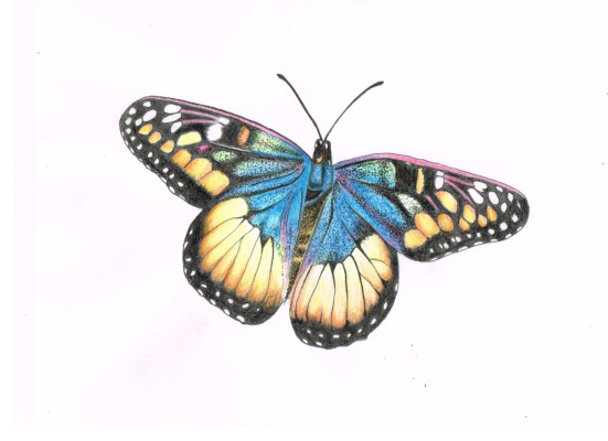 butterfly
