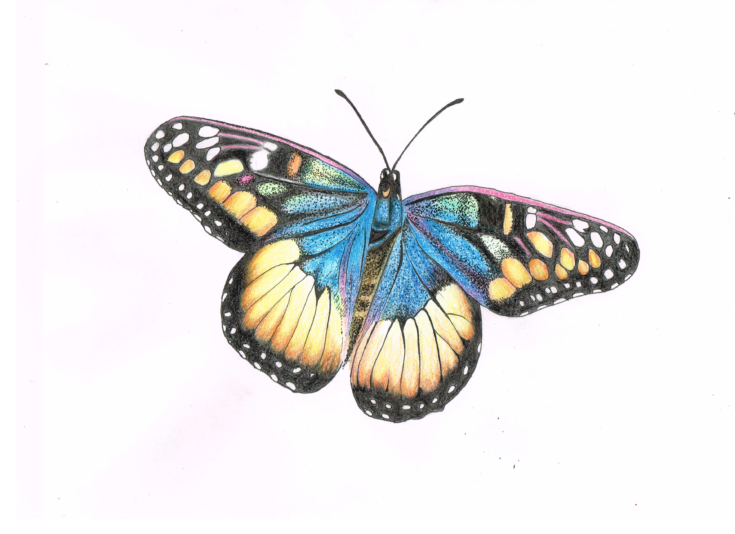 butterfly