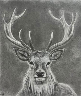 stag_sketch