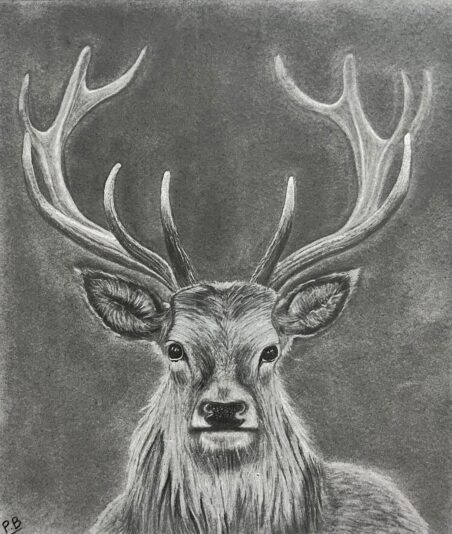 stag_sketch