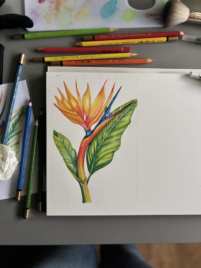 Paradijsvogelbloem