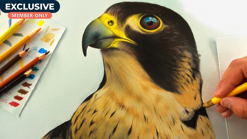 How to draw Falcon for beginners