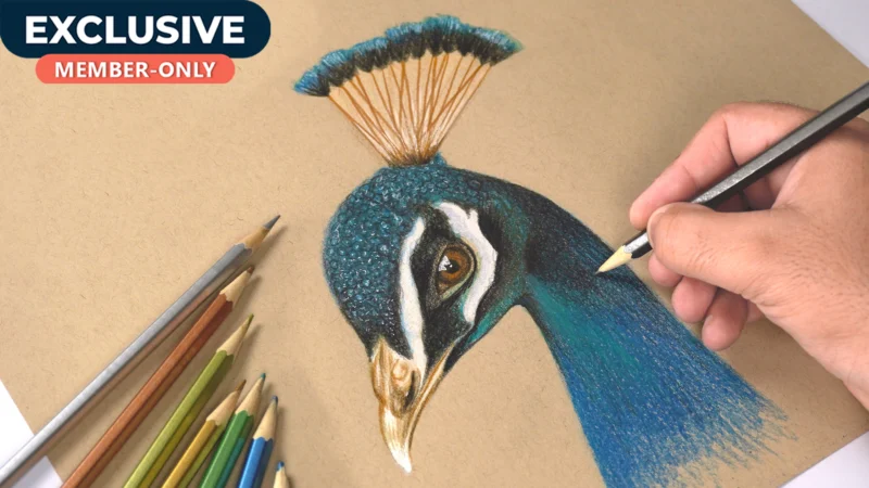 Drawing Peacock using Metallic pencils