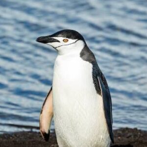 Profile photo of Anim